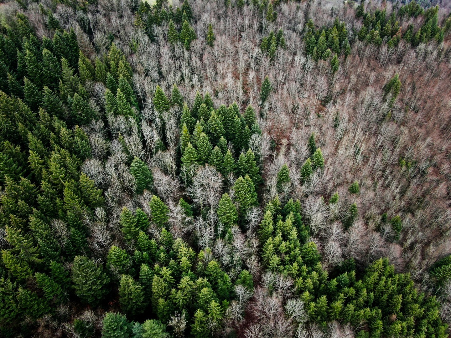 Avantages du bois massif pour la construction